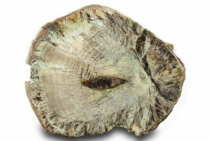 Detailed Polished Petrified Wood With Malachite - Turkey #383669